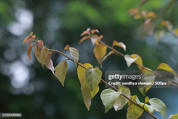 close-up of bougainvillea leaves with bokeh background - buganville foto e immagini stock
