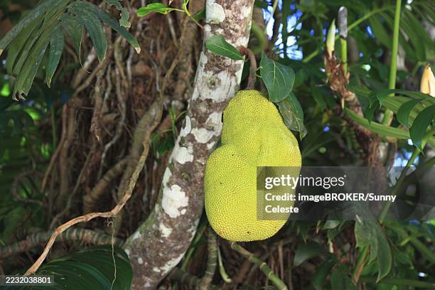 jackfruit tree (artocarpus heterophyllus) on the tree - jackfruit stock illustrations