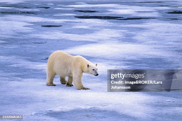 polar bear (ursus maritimus) walking on melting sea ice in arctic, svalbard, norway - ice sheet stock pictures, royalty-free photos & images