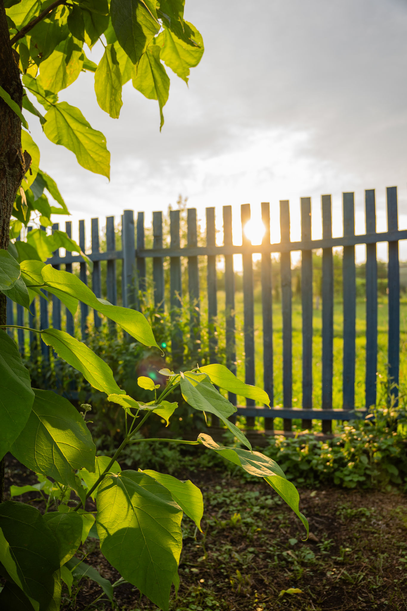 custom backyard fence