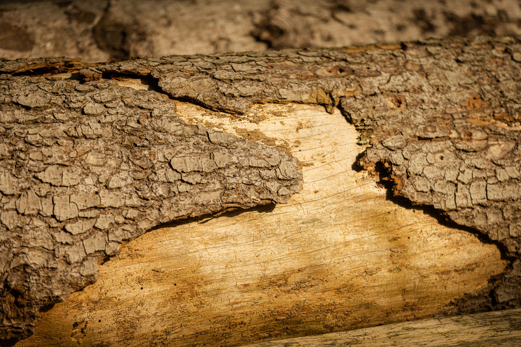 tree bark