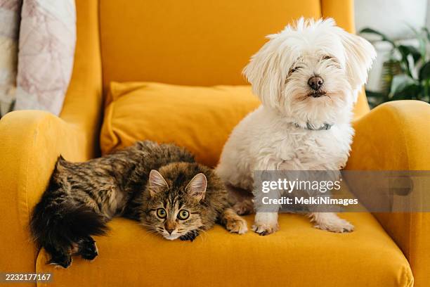 cat and dog on yellow armchair - feline stock pictures, royalty-free photos & images