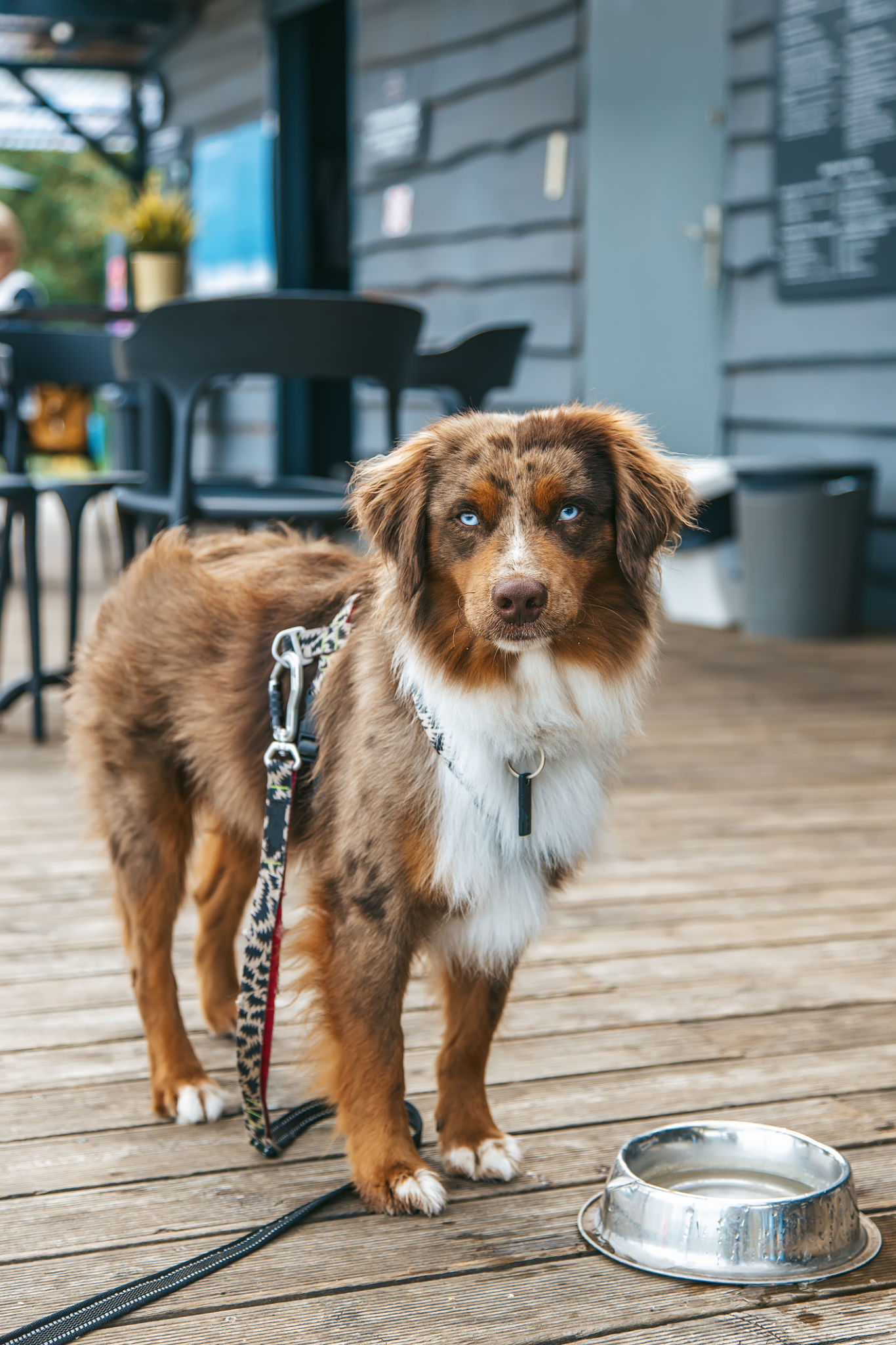 Australian Shepherd community