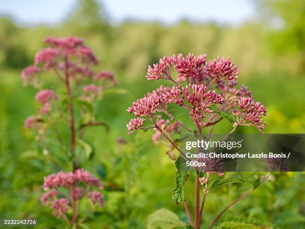 Joe Rye Flowers 313 Joe Pye Weed Stock Photos, High-Res Pictures, and Images - Getty Images