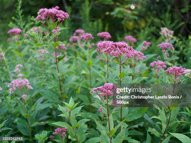 Joe Rye Flowers 313 Joe Pye Weed Stock Photos, High-Res Pictures, and Images - Getty Images