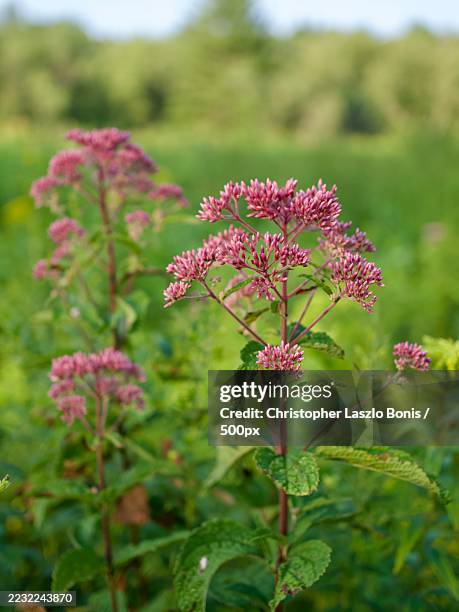 Joe Rye Flowers 313 Joe Pye Weed Stock Photos, High-Res Pictures, and Images - Getty Images