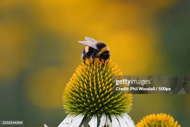 bumblebee pollinating on coneflower - bumblebee stock pictures, royalty-free photos & images