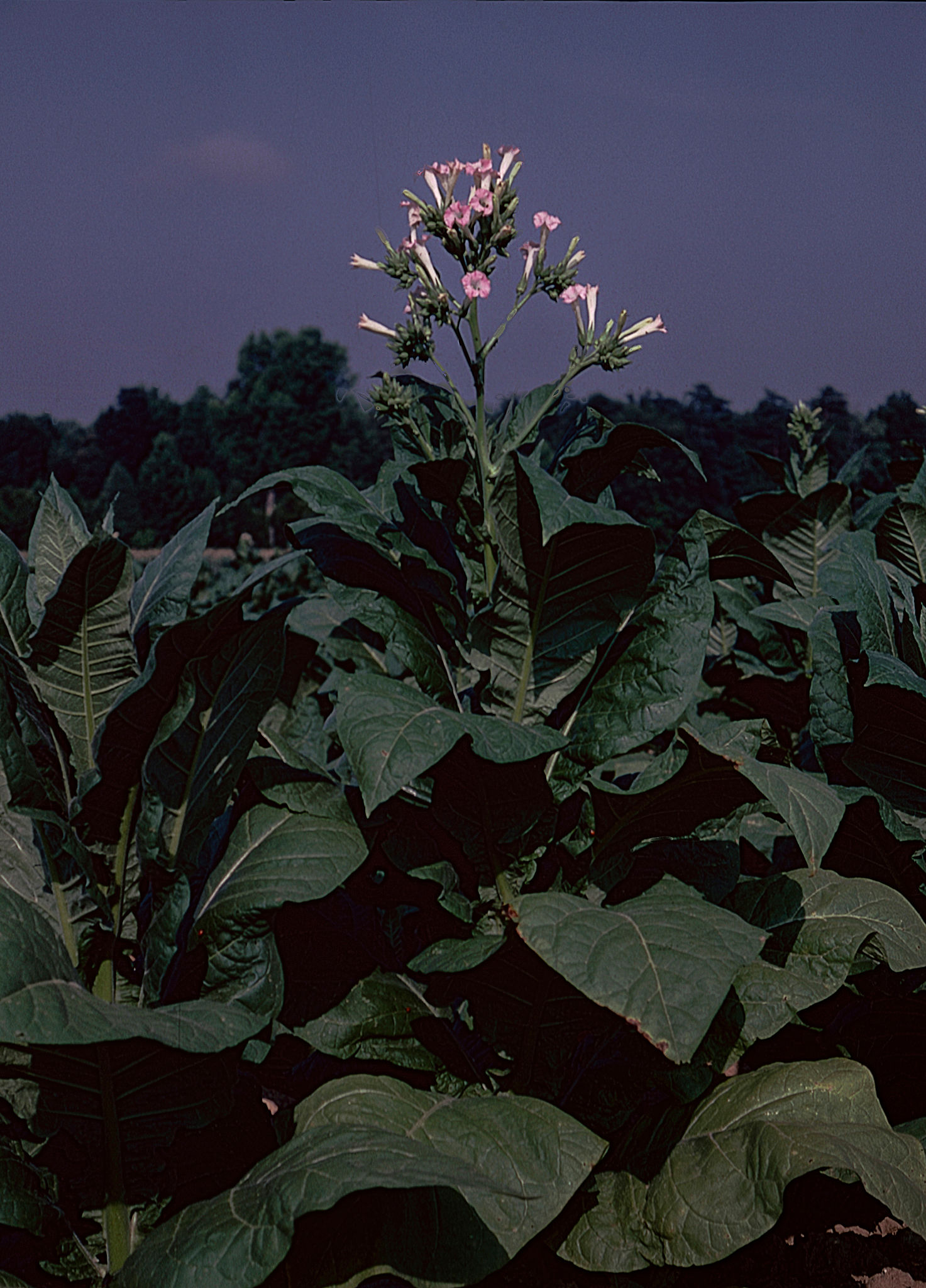 spring tobacco