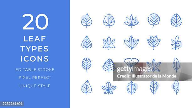 leaf types icons set. 20 editable stroke vector illustrations - alder tree stock illustrations