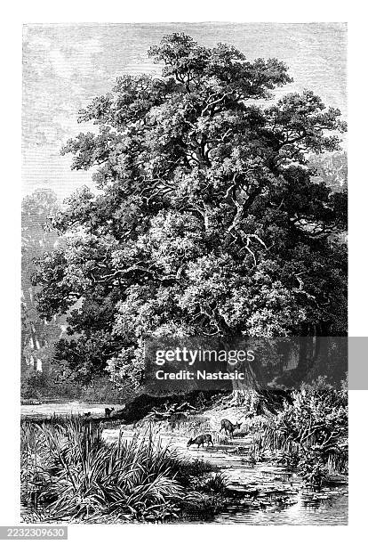 quercus robur, oak - white oak stock illustrations