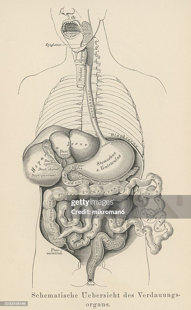 Primitive Digestive System Old Engraved Illustration Of Human Digestive System High-Res Stock ...
