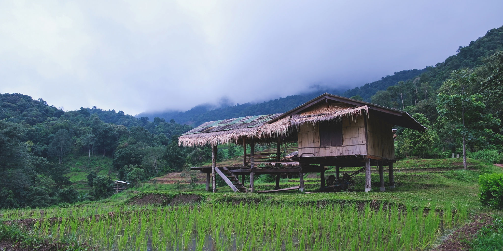 thai rice field