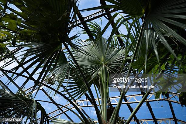 sabal minor dwarf palmetto palm tree - sabal-palm-trees stock pictures, royalty-free photos & images