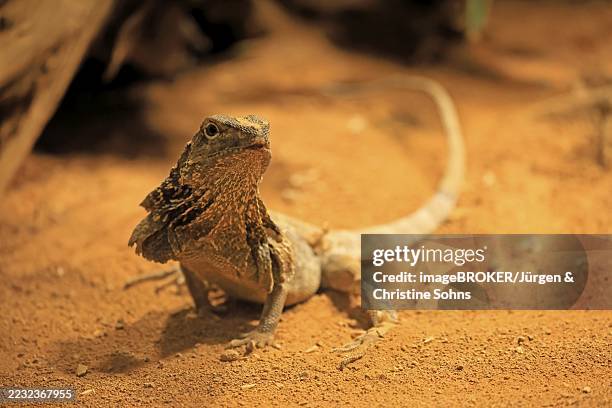 ruffed lizard (chlamydosaurus kingii), adult, foraging, australia, captive - australian-frilled-neck-lizard stock pictures, royalty-free photos & images