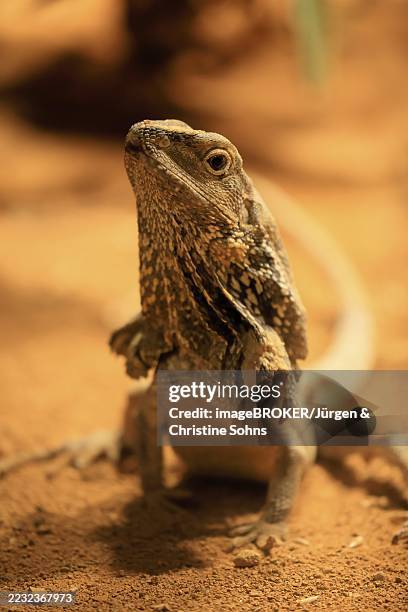 Ruffed Lizard 90 Australian Frilled Neck Lizard Stock Photos, High-Res Pictures, and ...