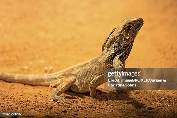 Ruffed Lizard 90 Australian Frilled Neck Lizard Stock Photos, High-Res Pictures, and ...