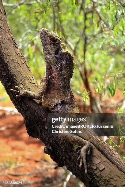 Ruffed Lizard 90 Australian Frilled Neck Lizard Stock Photos, High-Res Pictures, and ...