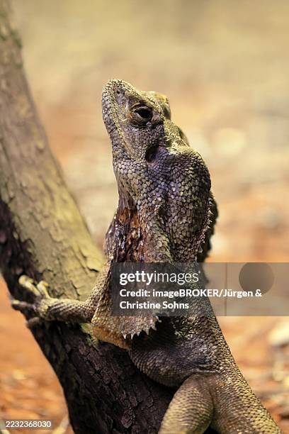 Ruffed Lizard 90 Australian Frilled Neck Lizard Stock Photos, High-Res Pictures, and ...