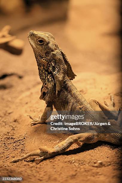 Ruffed Lizard 90 Australian Frilled Neck Lizard Stock Photos, High-Res Pictures, and ...