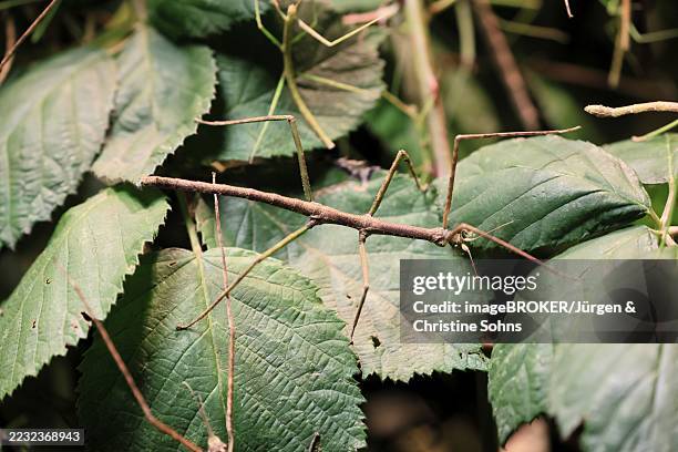 Coam Insect Annam Stick Insect Vietnamese Stick Insect Ghost Insect Adult Foraging ...