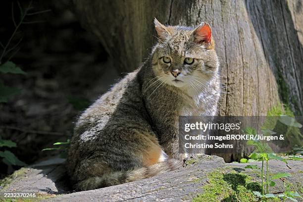 european wildcat (felis silvestris), adult, sitting on tree trunk, alert, hesse, germany, europe, captive - europäische wildkatze stock-fotos und bilder