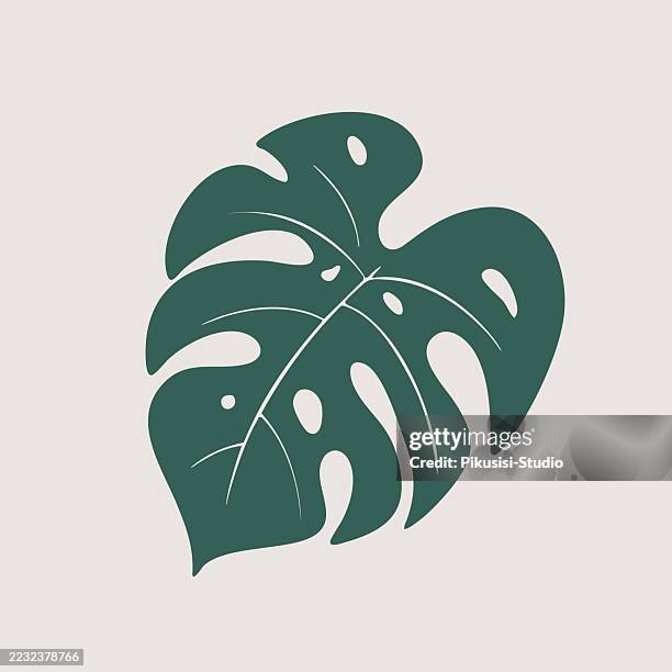 illustrazioni stock, clip art, cartoni animati e icone di tendenza di illustrazione della foglia di monstera tropicale - monstera