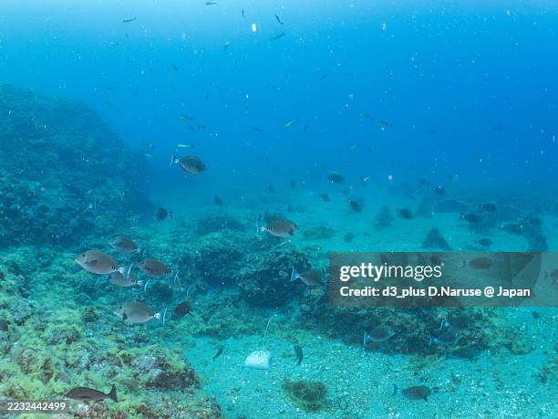 Triangular Shellfish 122 Abalone Cove Stock Photos, High-Res Pictures, and Images - Getty Images
