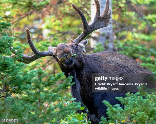 moose portrait - moose stock pictures, royalty-free photos & images