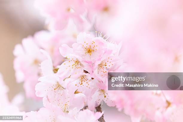 cherry blossoms - pale pink stock pictures, royalty-free photos & images