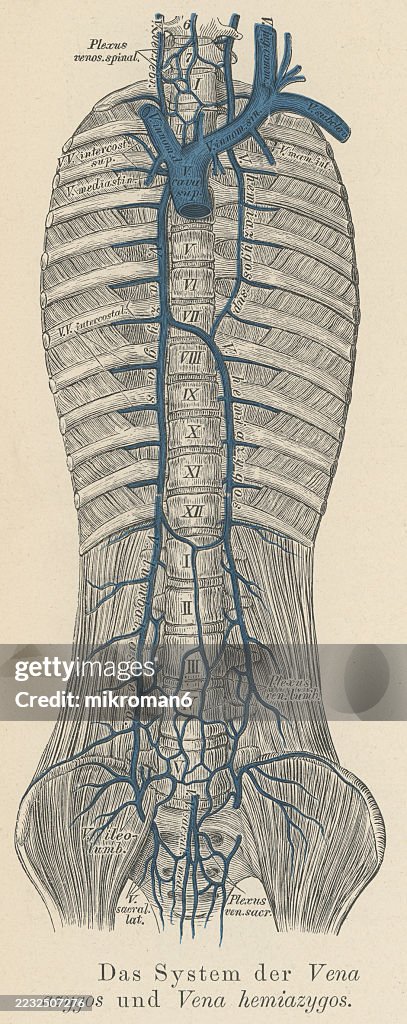Old engraved illustration of the azygos vein (right side of the thoracic vertebral column draining itself towards the superior vena cava) and the hemiazygos (in the lower thoracic region, just to the left side of the vertebral column)