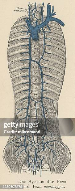 old engraved illustration of the azygos vein (right side of the thoracic vertebral column draining itself towards the superior vena cava) and the hemiazygos (in the lower thoracic region, just to the left side of the vertebral column) - kleine bloedsomloop stockfoto's en -beelden