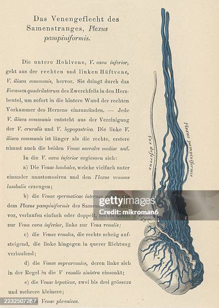 old engraved illustration of anatomy - the pampiniform plexus, a venous plexus – a network of many small veins found in the human male spermatic cord, and the suspensory ligament of the ovary - kleine bloedsomloop stockfoto's en -beelden