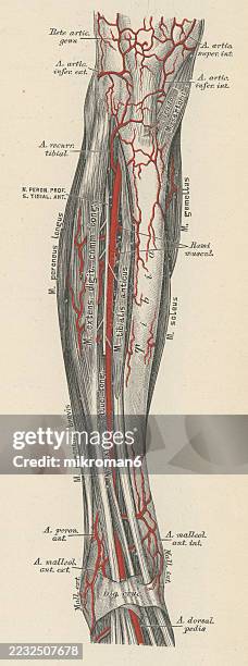 Tibia Ulcer 271 Leg Ulcer Stock Photos, High-Res Pictures, and Images - Getty Images
