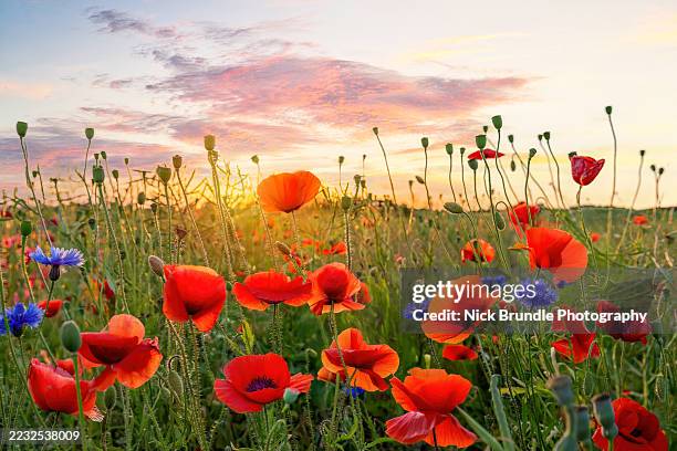 poppies and cornflowers beneath a golden sky - summer solstice stock pictures, royalty-free photos & images