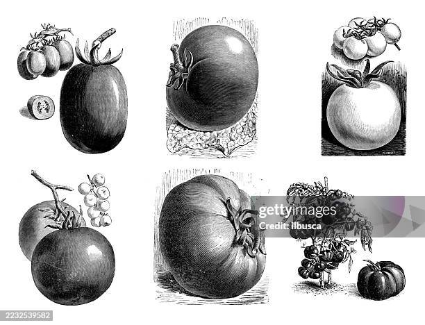 antique engraving woodcut illustration: tomatoes - cherry tomato plant stock illustrations