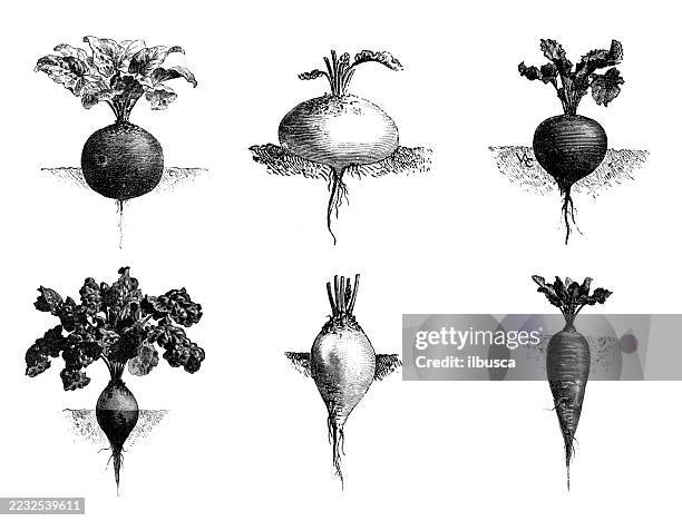 antique engraving woodcut illustration: turnips - turnip stock illustrations