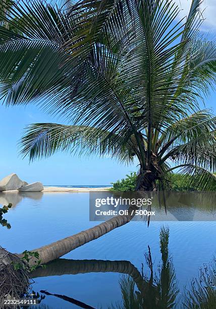 tranquil tropical lagoon with palm trees and reflections,barranquilla,colombia - barranquilla fotografías e imágenes de stock