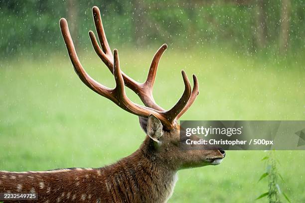 majestic deer with antlers in rainy field - geweih stock-fotos und bilder