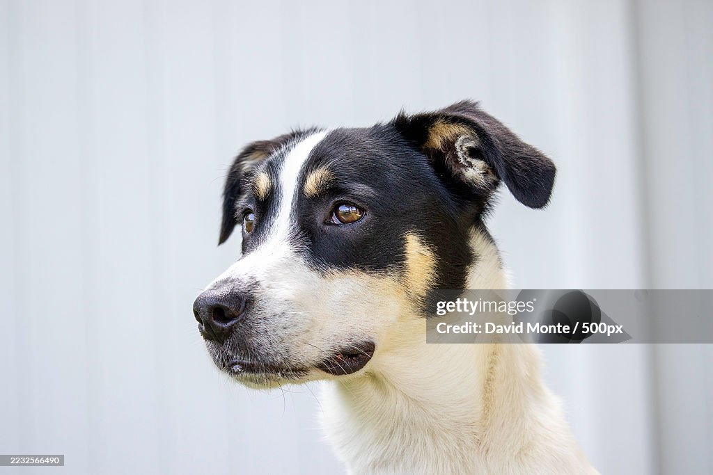 Close-up of a black and white dog looking away