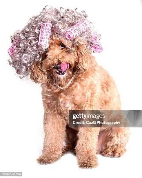 old lady cavapoo puppy - cavapoo stock pictures, royalty-free photos & images
