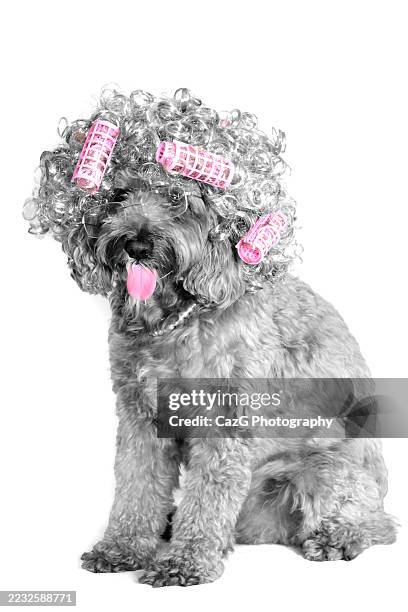old lady cavapoo puppy - cavapoo stock pictures, royalty-free photos & images