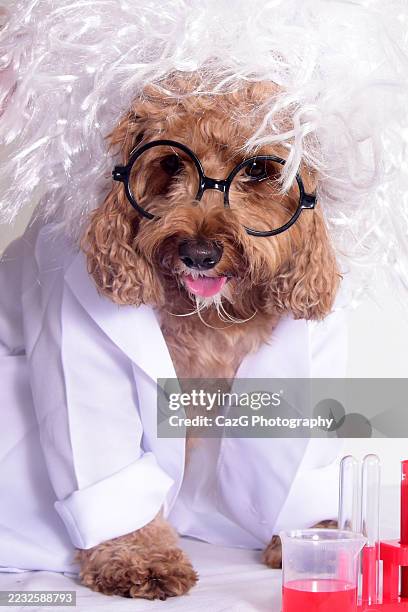nutty professor cavapoo puppy - cavapoo stock pictures, royalty-free photos & images