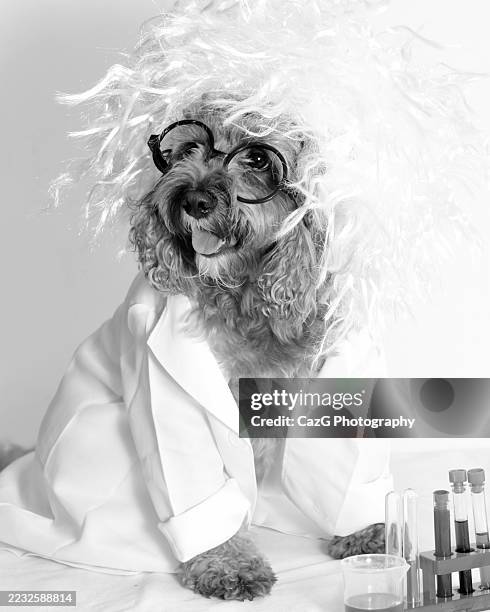 nutty professor cavapoo puppy - cavapoo stock pictures, royalty-free photos & images