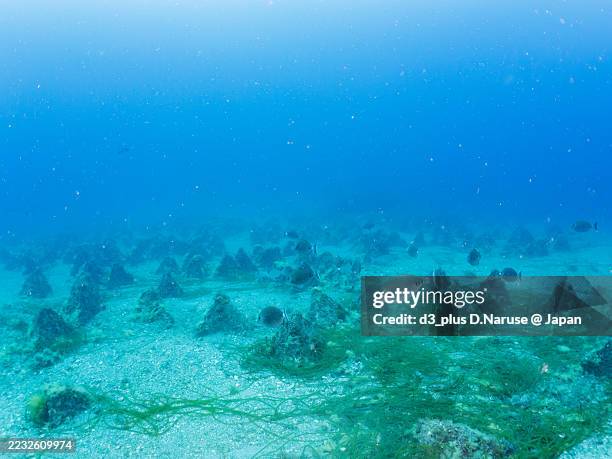 Triangular Shellfish 122 Abalone Cove Stock Photos, High-Res Pictures, and Images - Getty Images