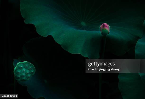 moody green lotus bud and seed pod against dark background with large leaves - leaf vein stock pictures, royalty-free photos & images