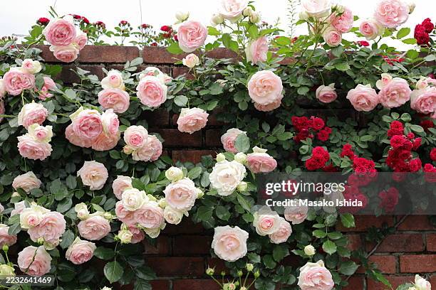beautiful light pink and white climbing rose 'rosa pierre de ronsard' and red rambling rose 'rosa chevy chase' growing on a brick wall in spring - englischer garten stock-fotos und bilder