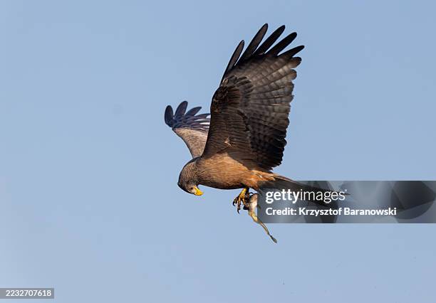 yellow-billed kite carrying a fish in its talons, okavango delta, botswana - black kite stock pictures, royalty-free photos & images