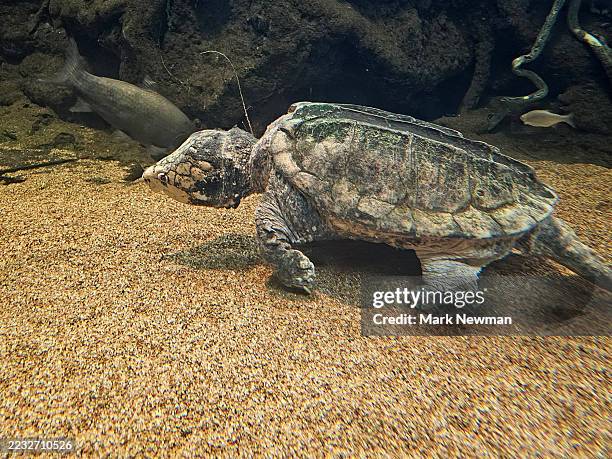 alligator snapping turtle - alligator snapping turtle stock pictures, royalty-free photos & images
