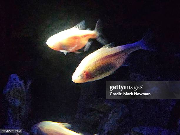 blind cave fish - blind cave fish stock pictures, royalty-free photos & images