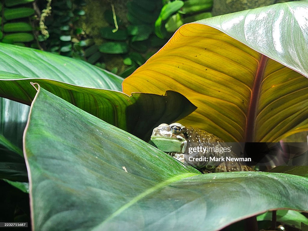 Amazon milky tree frog